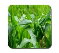 Andrew Lee Green Leaves Corn Fields As Background (Coaster) / Default Title
