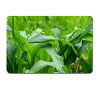 Andrew Lee Green Leaves Corn Fields As Background (Placemat) / Default Title