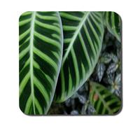 Andrew Lee Green Leaves With White And Yellow Structure In Exotic Jungle Setting (Coaster) / Default Title