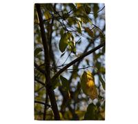 Andrew Lee Tree Leaves In The Sunshine Nature Photography, Leaves And Branches (Bath Towel) / Default Title