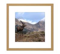 Andrewmckie Red Deer Stag Glen Etive Scotland Photo 8X8 Inch Square Wooden Framed Wall Art Print Picture with Mount Artery8 Light Oak One Size