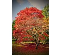 Andy Evans Photos Westonbirt Arboretum photograph a photographic print of Autumn trees Westonbirt Arboretum Tetbury Gloucestershire England UK portrait photo color picture (12" x 18")