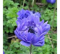 Anemone 'Animo Double Blue'. Plug Plant x6. Spring flowering perennial. Long lasting blue flowers. Bedwen Plants Online Garden Centre