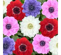 Anemone 'Animo Double Mix'. Plug Plant x6. Spring flowering perennial. Long lasting colourful flowers. Bedwen Plants Online Garden Centre