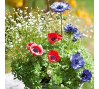 Anemone 'Animo Mix'. Plug Plant x6. Spring flowering perennial. Long lasting colourful flowers. Bedwen Plants Online Garden Centre