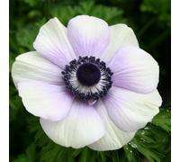 Anemone 'Animo Pastel Blue'. Plug Plant x6. Spring flowering perennial. Long lasting blue & white flowers. Bedwen Plants Online Garden Centre