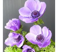 Anemone Coronaria Harmony Blue - Stunning Violet-Blue Spring Blooms Low Maintenance Perennial 1 Litre Pot Thompson & Morgan