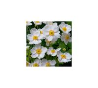 Anemone Honorine Jobert. Windflower