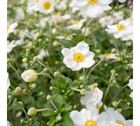 Anemone Hybrida Honorine Jobert Perennial 9cm - 2L