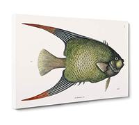 Angel Fish by Mark Catesby Canvas Print | Gallery Wrapped 30mm Frame Wall Art | 30x20 inches | Ready to Hang | Modern Animals Picture | Living Room Bedroom Lounge Office