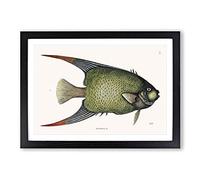 Angel Fish by Mark Catesby Framed Print | A2 Black Framed Wall Art | Ready to Hang | Modern Animal Picture | Living Room Bedroom Lounge Office