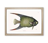 Angel Fish by Mark Catesby Framed Print | A2 Oak Framed Wall Art | Ready to Hang | Modern Animal Picture | Living Room Bedroom Lounge Office