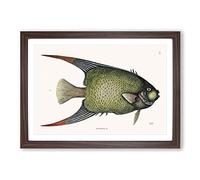 Angel Fish by Mark Catesby Framed Print | A2 Walnut Framed Wall Art | Ready to Hang | Modern Animal Picture | Living Room Bedroom Lounge Office