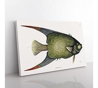 Angel Fish By Mark Catesby Vintage Canvas Wall Art Print Ready to Hang, Framed Picture for Living Room Bedroom Home Office Décor, 76x50 cm (30x20 Inch)