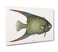Angel Fish By Mark Catesby Vintage Canvas Wall Art Print Ready to Hang, Framed Picture for Living Room Bedroom Home Office Décor, 24x16 Inch (60x40 cm)