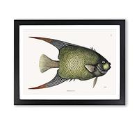 Angel Fish By Mark Catesby Vintage Framed Print | A2 Black Framed Wall Art | Ready to Hang | Classic Animal Picture | Living Room Bedroom Lounge Office