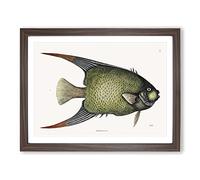 Angel Fish By Mark Catesby Vintage Framed Print | A3 Walnut Framed Wall Art | Ready to Hang | Classic Animal Picture | Living Room Bedroom Lounge Office