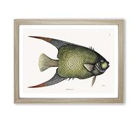 Angel Fish By Mark Catesby Vintage Framed Print | A4 Oak Framed Wall Art | Ready to Hang | Classic Animal Picture | Living Room Bedroom Lounge Office