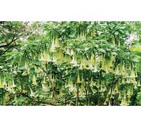 Angel Trumpet Brugmansia Potted Plants: Yellow