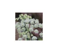 ANGELICA archangelica. Angelica or Wild Celery.