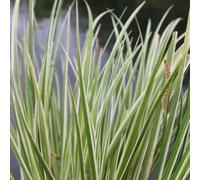 Anglo Aquatics Acorus Gramineus Variegatus 9cm 3 Pack