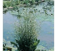 Anglo Aquatics Alisma Plantago Aquaticum 9cm 3 Pack