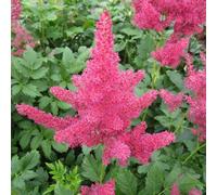 Anglo Aquatics Astilbe Red 1 Litre