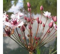 Anglo Aquatics Butomus Umbellatus 9cm 3 Pack