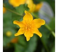 Anglo Aquatics Caltha Palustris 3 Litre