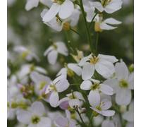 Anglo Aquatics Cardamine Pratensis 9cm 3 Pack