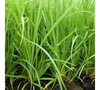 Anglo Aquatics Carex Pendula 1 Litre 3 Pack