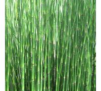 Anglo Aquatics Equisetum Hyemale 9cm