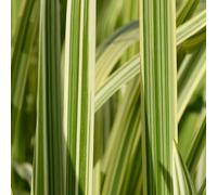 Anglo Aquatics Glyceria Maxima Variegata 3 Litre