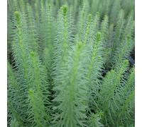 Anglo Aquatics Hippuris Vulgaris 9cm