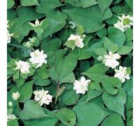 Anglo Aquatics Houttuynia Cordata 'Plena' 1 Litre