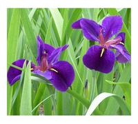 Anglo Aquatics Iris Louisiana 'Black Gamecock' 1 Litre 3 Pack