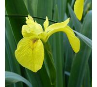 Anglo Aquatics Iris Pseudacorus 9cm