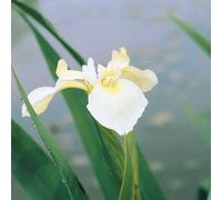 Anglo Aquatics Iris Pseudacorus Bastardii 1 Litre 3 Pack