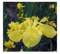 Anglo Aquatics Iris Pseudacorus 'Flore Pleno' 3 Litre