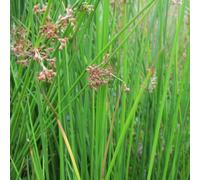 Anglo Aquatics Juncus Effusus 9cm