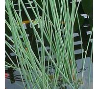 Anglo Aquatics Juncus Inflexus 1 Litre