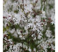 Anglo Aquatics Lychnis Flos-Cuculi 'White Robin' 9cm 3 Pack