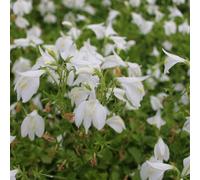 Anglo Aquatics Mazus Reptans 'Alba' 1 Litre