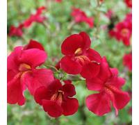 Anglo Aquatics Mimulus Cupreus 'Red Emperor' 3 Litre