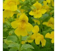 Anglo Aquatics Mimulus Guttatus 9cm