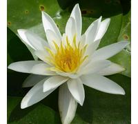 Anglo Aquatics Nymphaea Alba 10 Litre