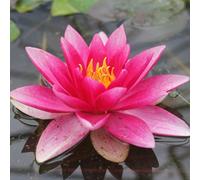 Anglo Aquatics Nymphaea Attraction 1 Litre