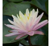 Anglo Aquatics Nymphaea Barbara Dobbins 10 Litre