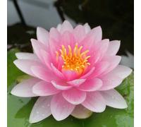 Anglo Aquatics Nymphaea Darwin (Hollandia) 30 Litre