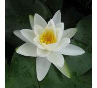 Anglo Aquatics Nymphaea Gladstoniana 10 Litre